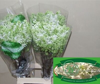 Бузок 'Mme Fl Stepman'