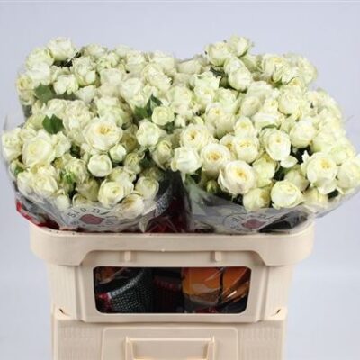 Кущова троянда 'Muthoni'