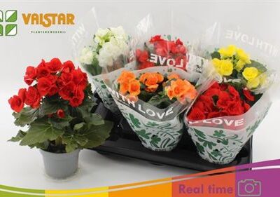 Бегонія 'Gem'