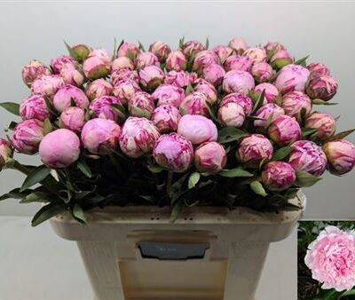 Піон 'Sara Bernhard'