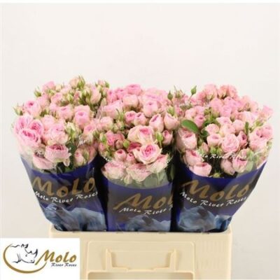 Кущова троянда 'Yvette'