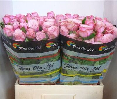 Кущова троянда 'Birds Nest+'