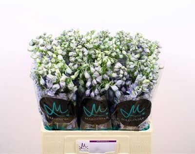 Дельфініум 'Guard Laven'