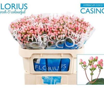 Гіперікум 'Coco Casino'