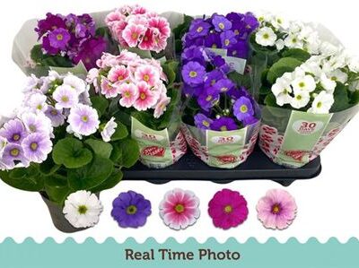 Примула 'Gem'