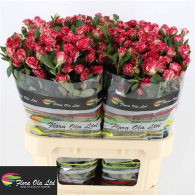 Кущова троянда 'Fireworks'