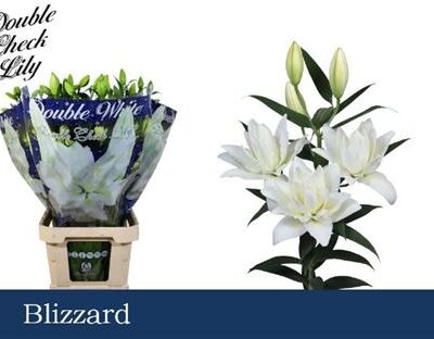 Лілія 'Blizzard Du'
