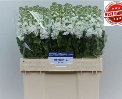 Матіола 'Aida White'