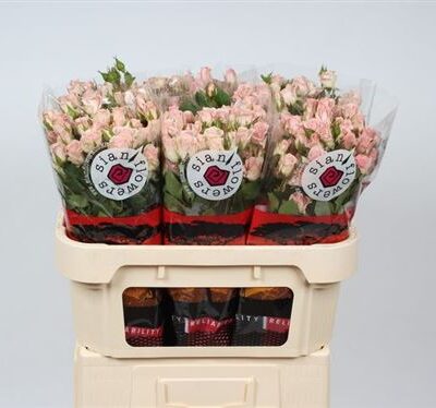 Кущова троянда 'Fleurette'