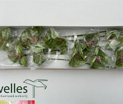 Антуріум 'Pistache'