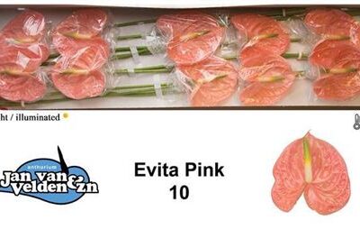 Антуріум 'EVITA PINK'
