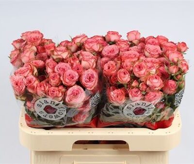 Кущова троянда 'Hawi'