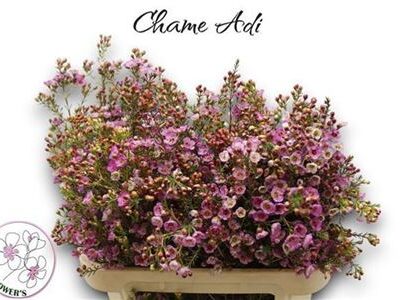 Хамелаціум 'Adi'