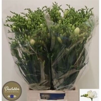 Фрезія 'VERSAILLES'