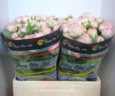 Кущова троянда 'Britney'