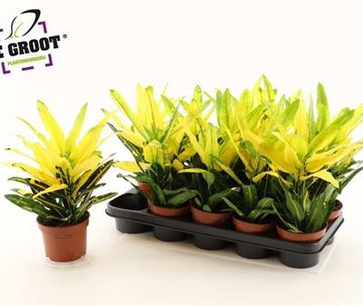 Кротон 'Sunny Star'