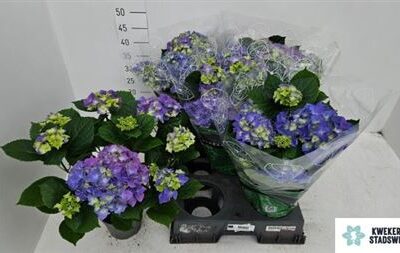 Гортензія 'Early Blue'