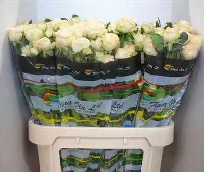 Кущова троянда 'Summerrose'