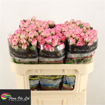 Кущова троянда 'TRALALA'