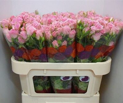 Кущова троянда 'ODILIA'