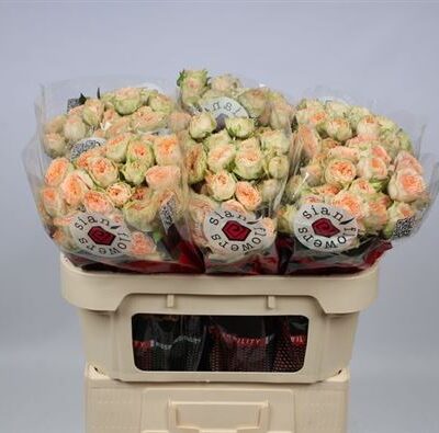 Кущова троянда 'HOLLY'