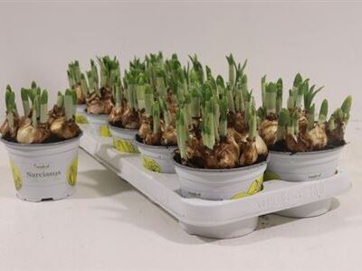 Нарцис 'Tete A Tete'