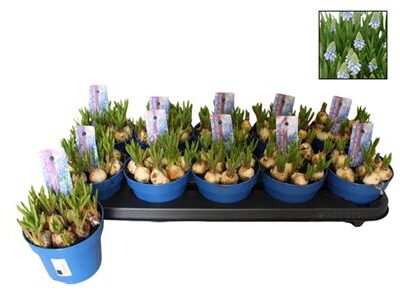 Мускарі 'Atlantic'