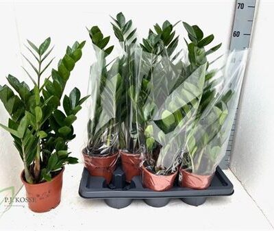 Заміокулькас 'Zamiifol'