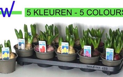 Гіацинт 'Gem 5 Kl'