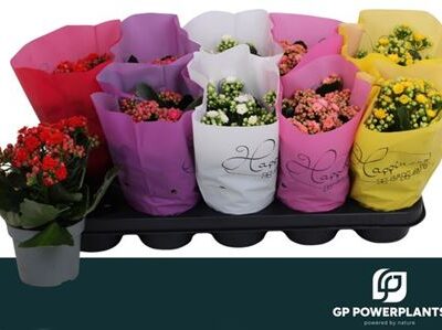 Каланхоє 'Gem 5 Kl'