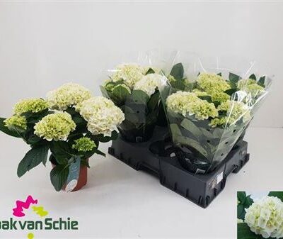 Гортензія 'Ov white'