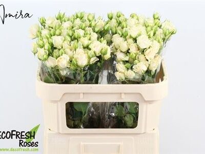 Кущова троянда 'SALINERO'