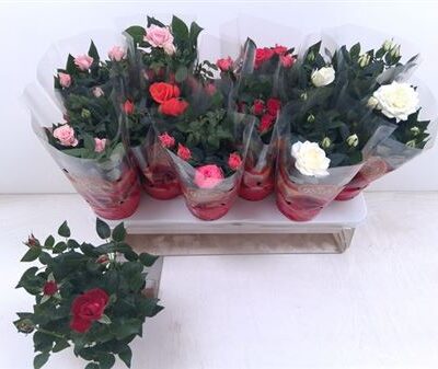 Троянди в горщику 'Gem 5 Srt'