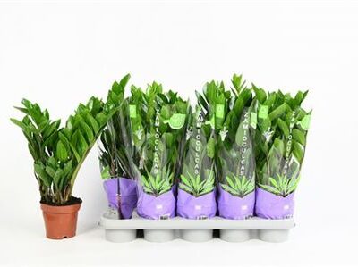 Заміокулькас 'Zamiifol'