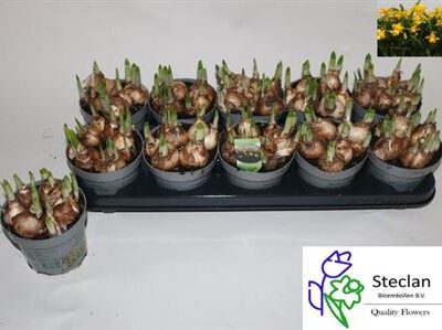 Нарцис 'Tete A Tete'