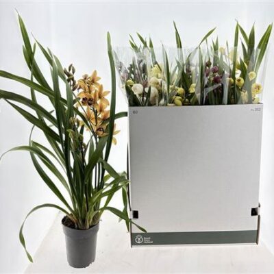 Цимбідіум 'Gem'