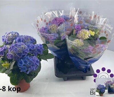 Гортензія 'Fabolo'