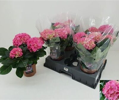 Гортензія 'Meadow'