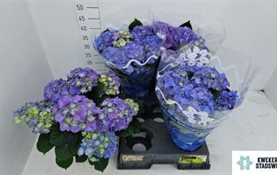 Гортензія  'Early Blue'