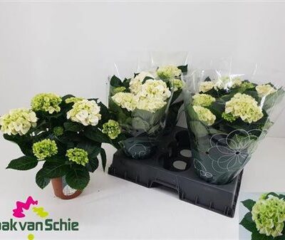 Гортензія 'Hi Ice'