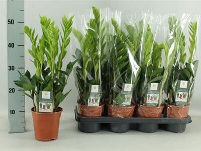 Заміокулькас 'Zamiifol'