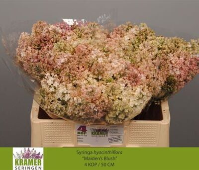 Бузок 'Maidens Blush'