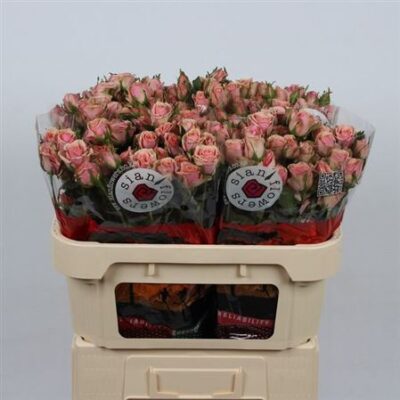 Кущова троянда 'Classic Rosever'