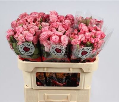 Кущова троянда 'Ov rose'