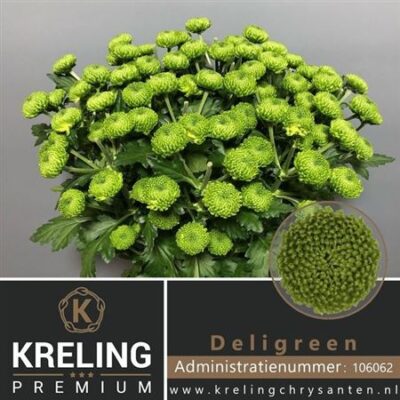 Хризантема 'DELIGREEN'