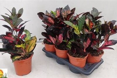 Кротон 'Mrs Iceton'