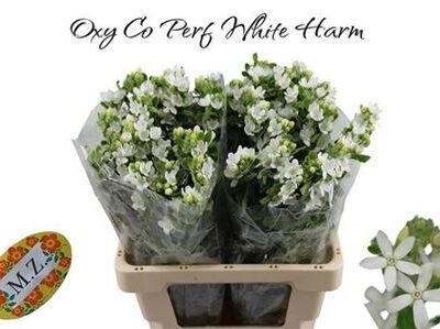 Оксіпеталум 'PERF WHI HARM'