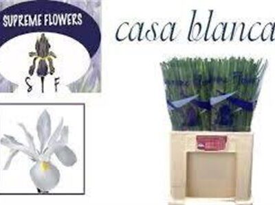 Ірис 'Casablanca'