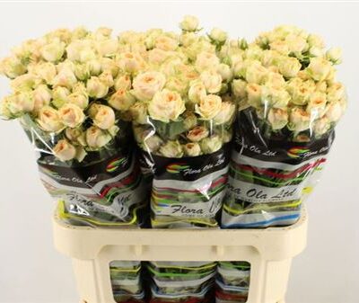 Кущова троянда 'Holly'