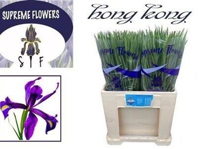 Ірис 'Hong Kong'